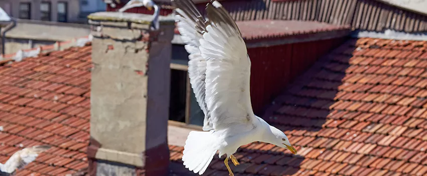 Residential Chimney Animal Removal Solution in Cudahy, WI
